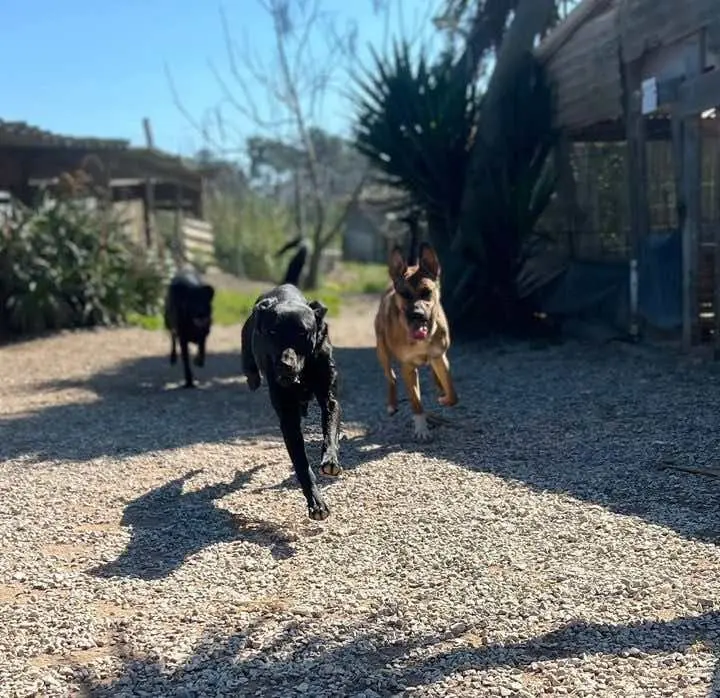 Queres conhecer os nossos patudos?